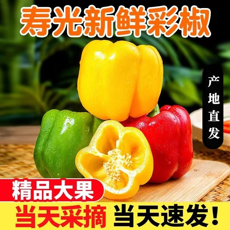 【山东水果彩椒】山东现摘红五彩水果椒（注：清甜）脆甜多汁