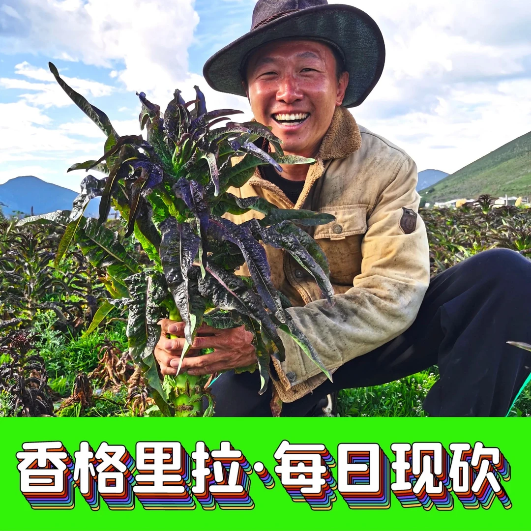 【红叶翡翠香莴笋】香格里拉雪域秘境 红叶翡翠莴笋/莴苣 新鲜采摘