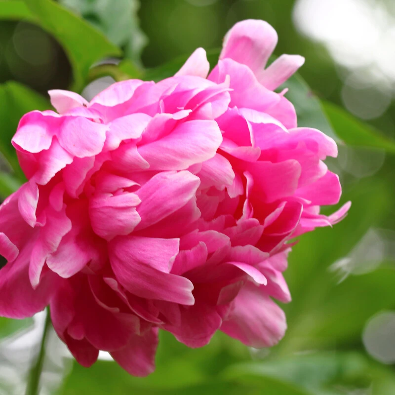 悦己--大盆牡丹花四季开花庭院阳台小院地栽自然原盆实物