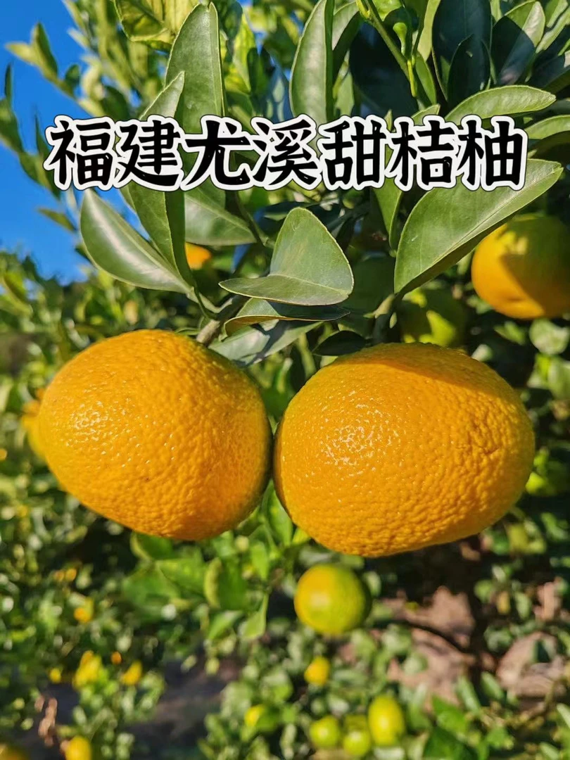 福建尤溪甜桔柚纯甜无酸汁水充足送礼佳品