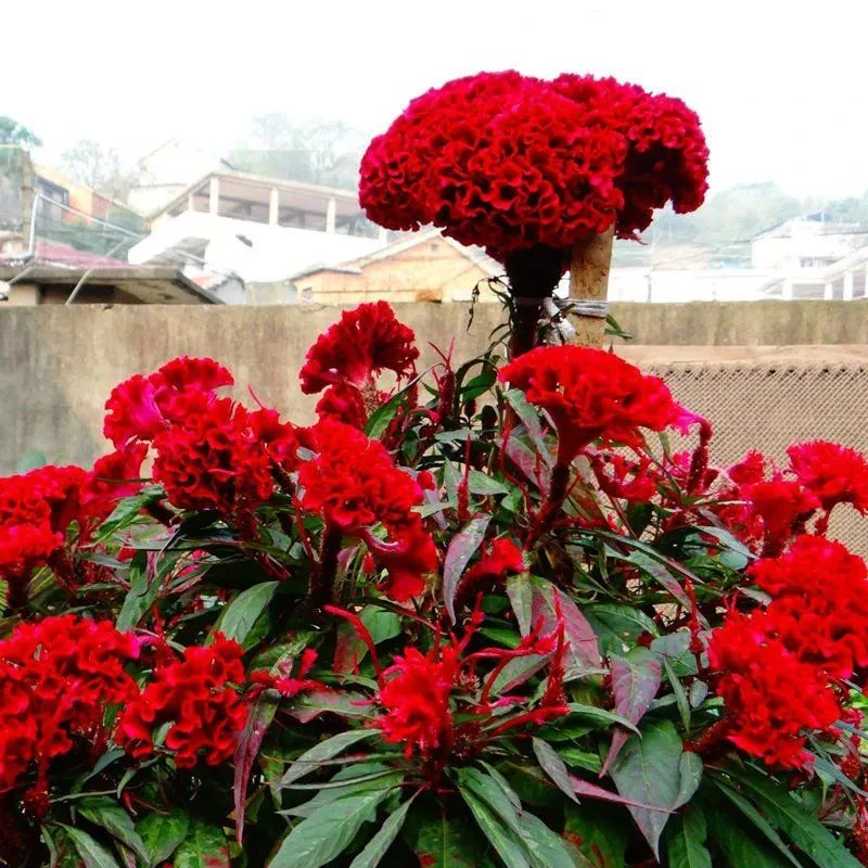 凤尾鸡冠花种子四季播种活头状鸡冠花观赏花卉盆栽花卉花籽