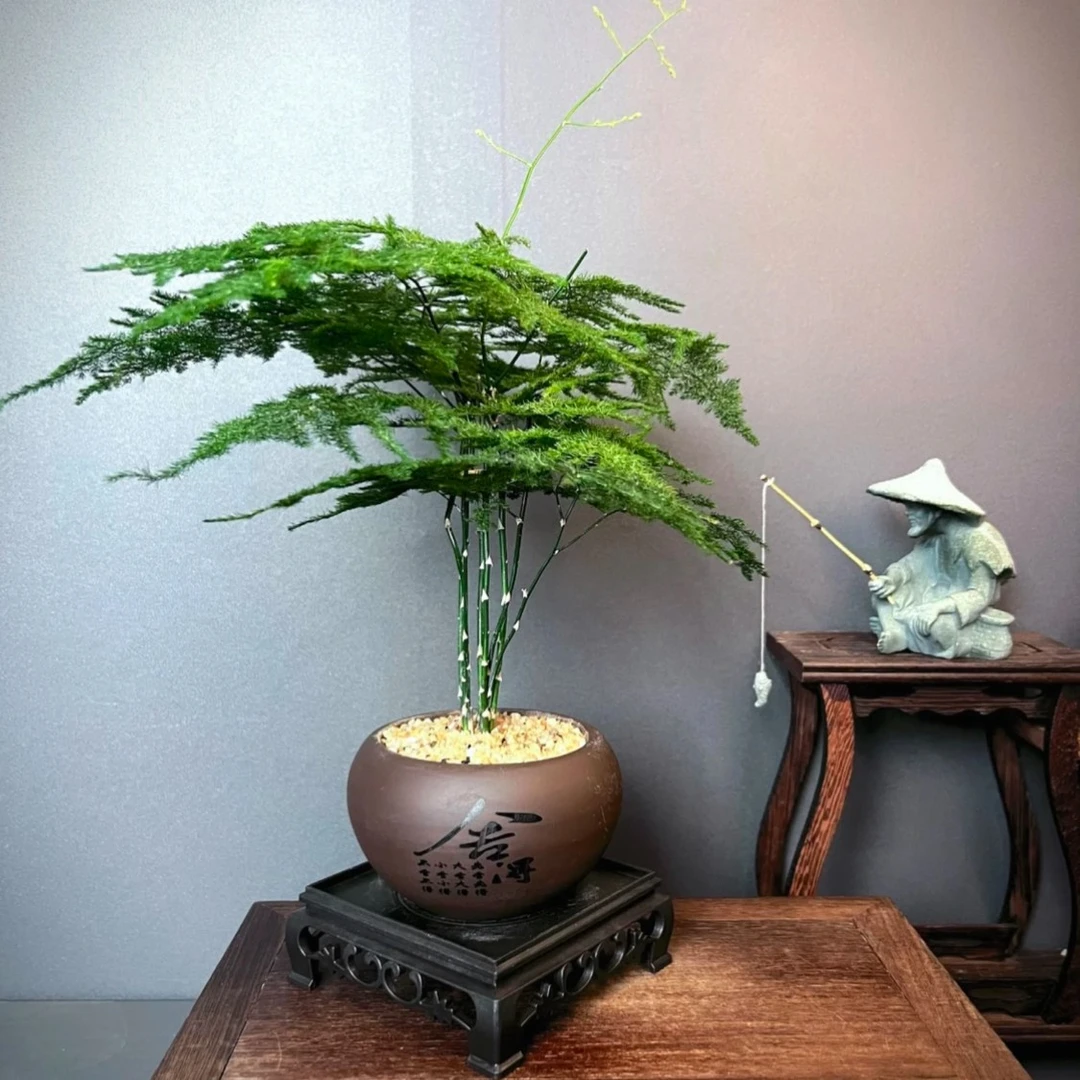 舍得文竹黄金沙含盆底座云竹美化环境绿植室内盆栽叶片油绿办公室
