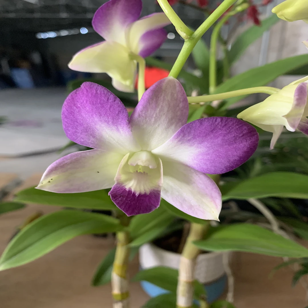 支点专属石斛兰【 贵妇 带花苞花剑发货 】
