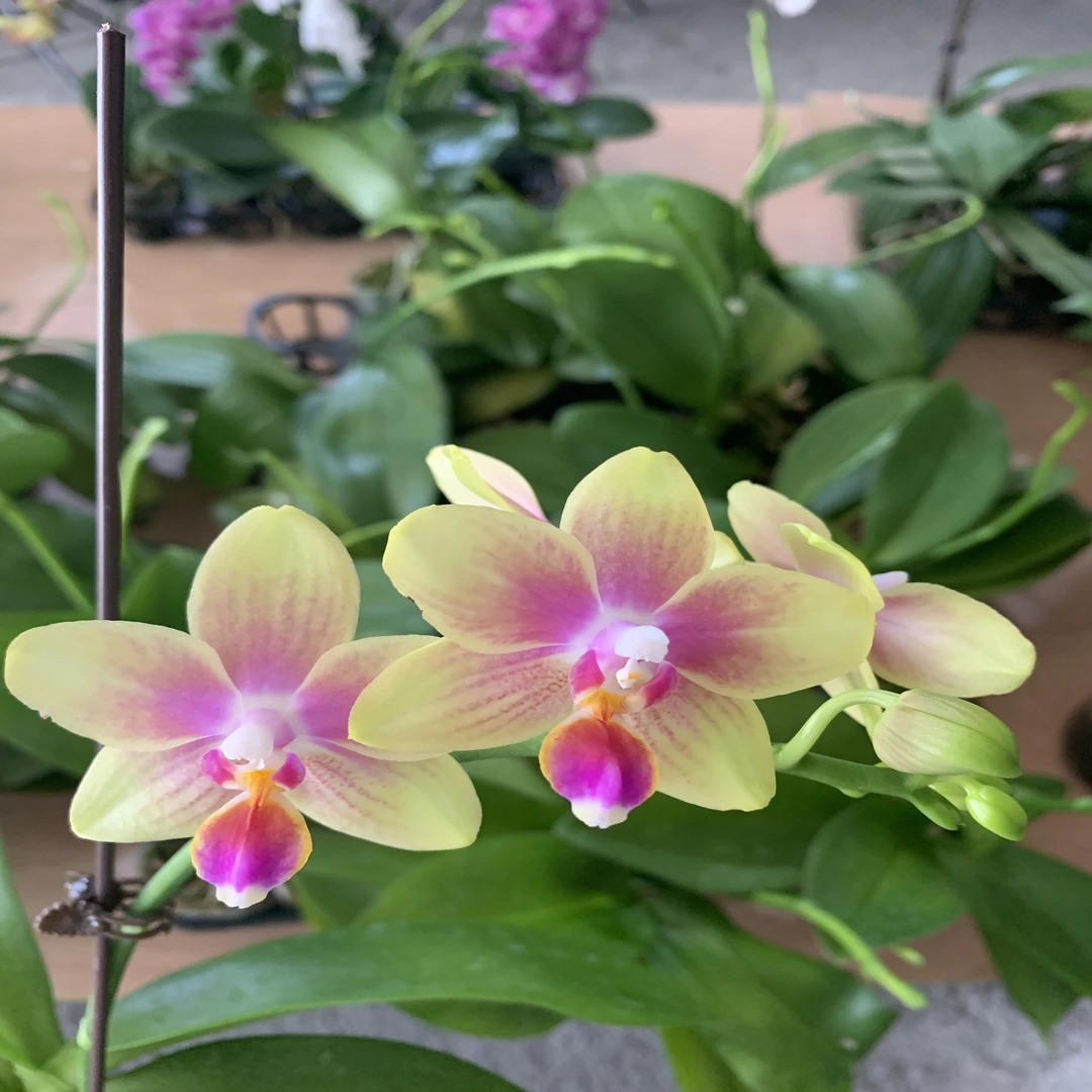 兰草园专属蝴蝶兰【金树x2 带花剑  有香味】