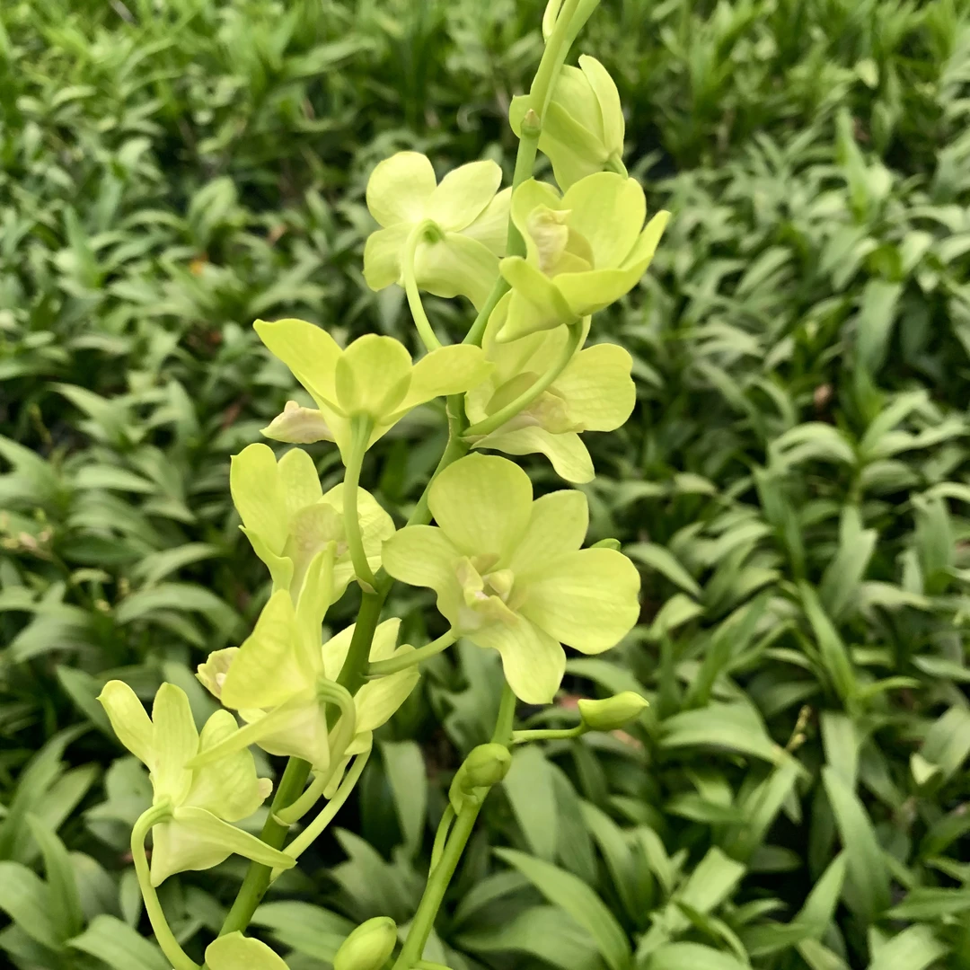 支点专属石斛兰【青苹果+誓言