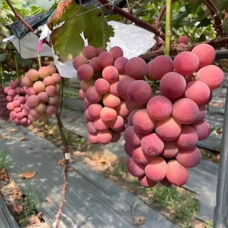 葡萄树苗盆栽地栽抗严寒耐高温南北方适合栽种