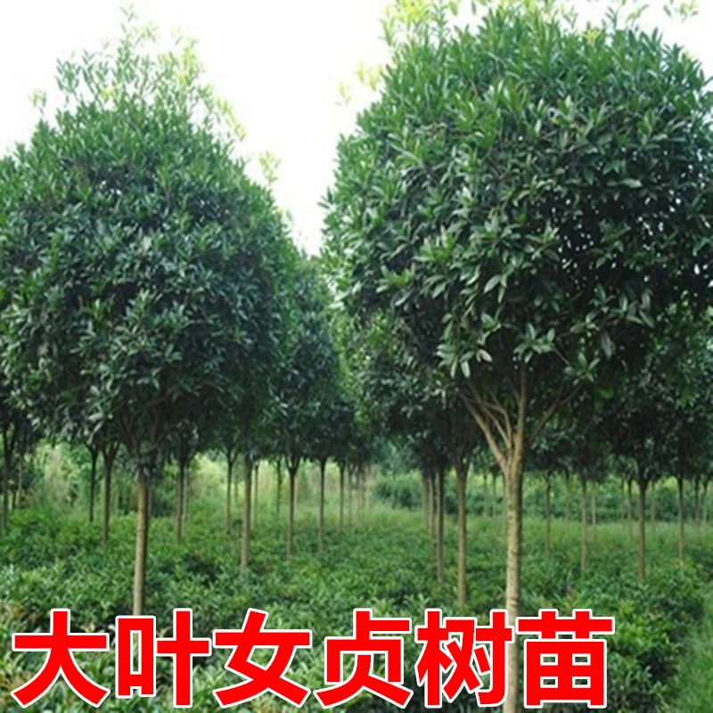 绿化苗南方北方种植大叶女贞树苗庭院地栽四季常青高杆女贞苗