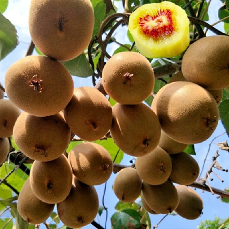 猕猴桃树苗 嫁接猕猴桃苗 盆栽地栽苗南方北方种植果树苗当年结果