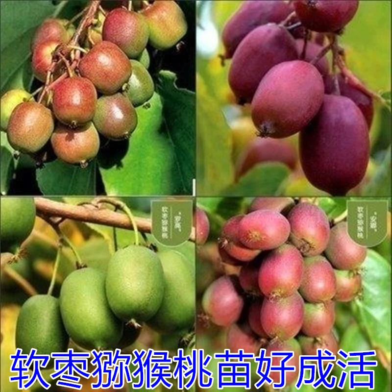 张晗软枣猕猴桃苗红心猕猴桃正宗品种自花授粉当年结果南北方种植