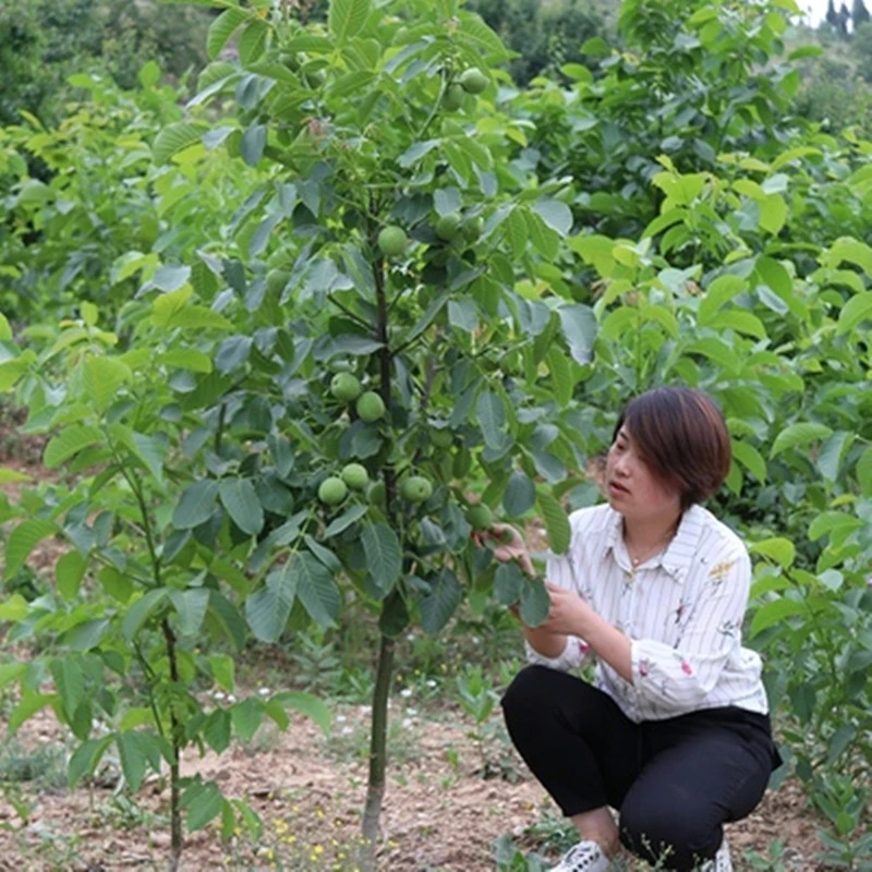 张晗核桃树果苗幼苗当年结果嫁接苗文玩核桃树苗南方北方种植带土