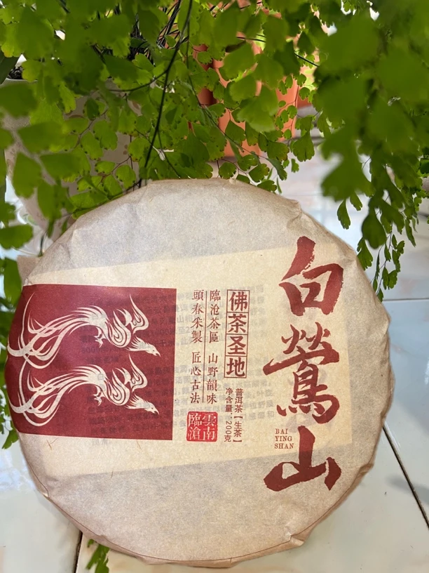 普洱茶 白莺山生茶