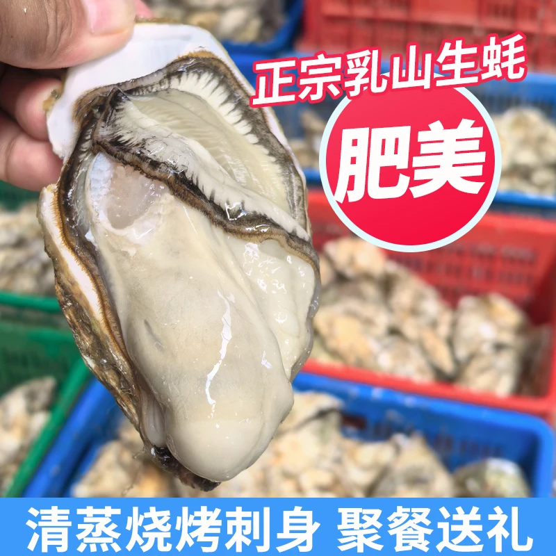 正宗乳山生蚝牡蛎海蛎子鲜活海鲜清蒸聚餐送礼顺丰包邮5/10斤整箱