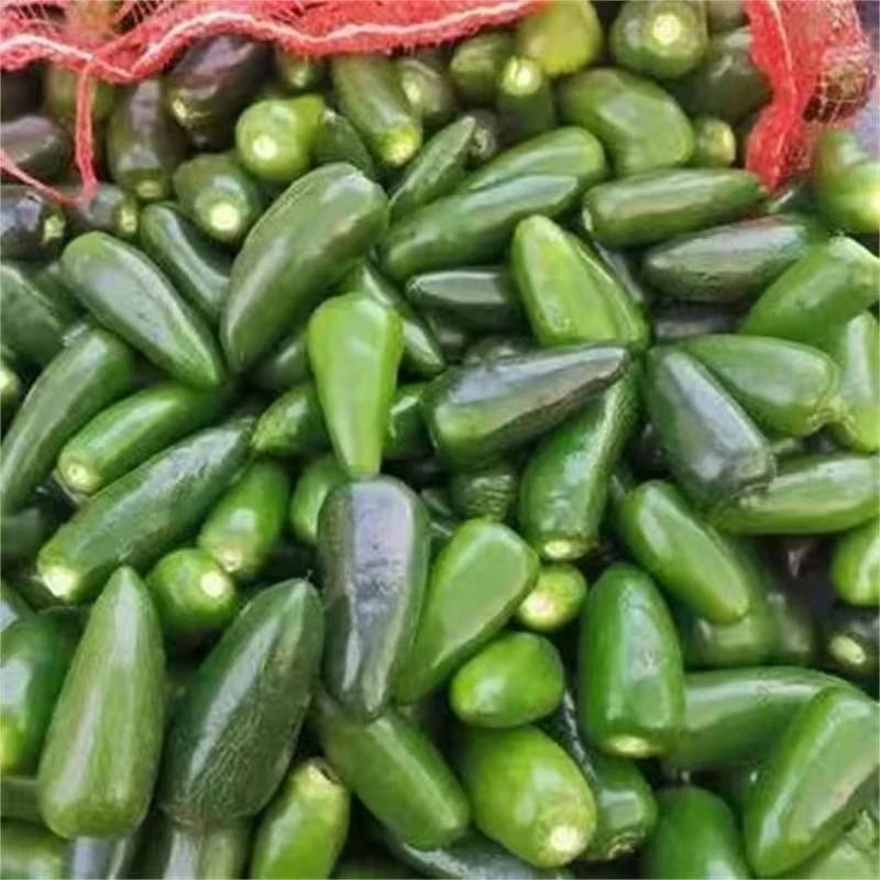 东北港椒 东北泡椒 港椒鲜辣椒  当天采摘