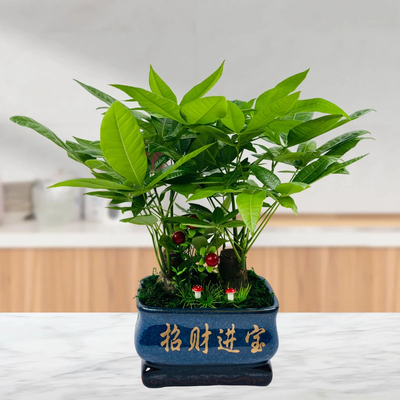发财树美好树桩招财客厅发财树大型绿植开业送礼前台大号四季常青