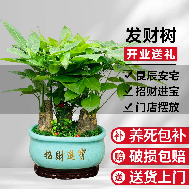 粗壮大型盆栽新房招财树室内绿植客厅办公桌面前台净化空气大盆景