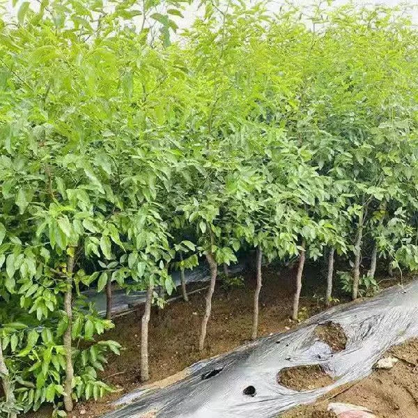 直播间【一物一拍】枣树