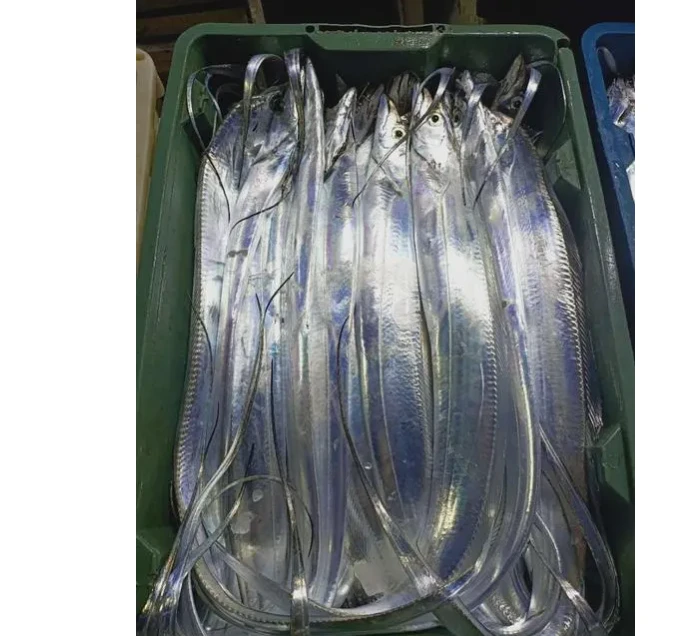 Z【精品特大号】钓带鱼2送2（每一条8两到1.2斤）共4斤