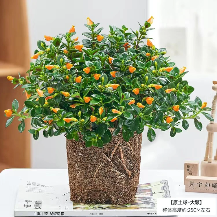 金鱼吊兰盆栽四季绿植观花植物金鱼花室内客厅多种观花植物豆瓣绿