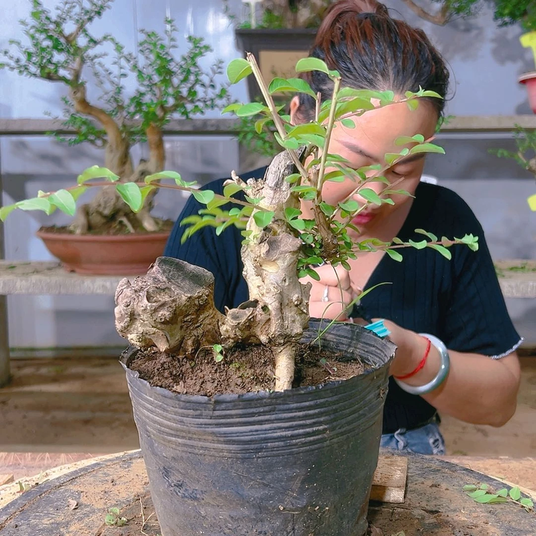 红陶20CM（含）-50CM（不含）