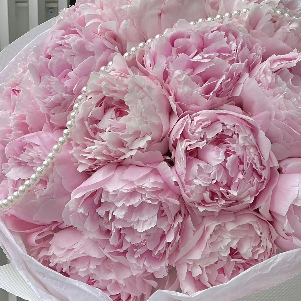 莎拉优选芍药 反季节水培鲜切花