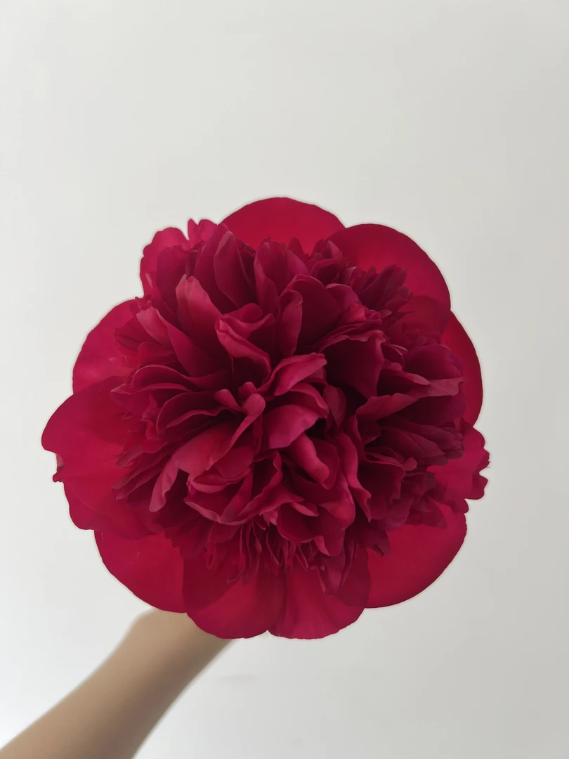 戴安娜公园芍药  反季节鲜切花