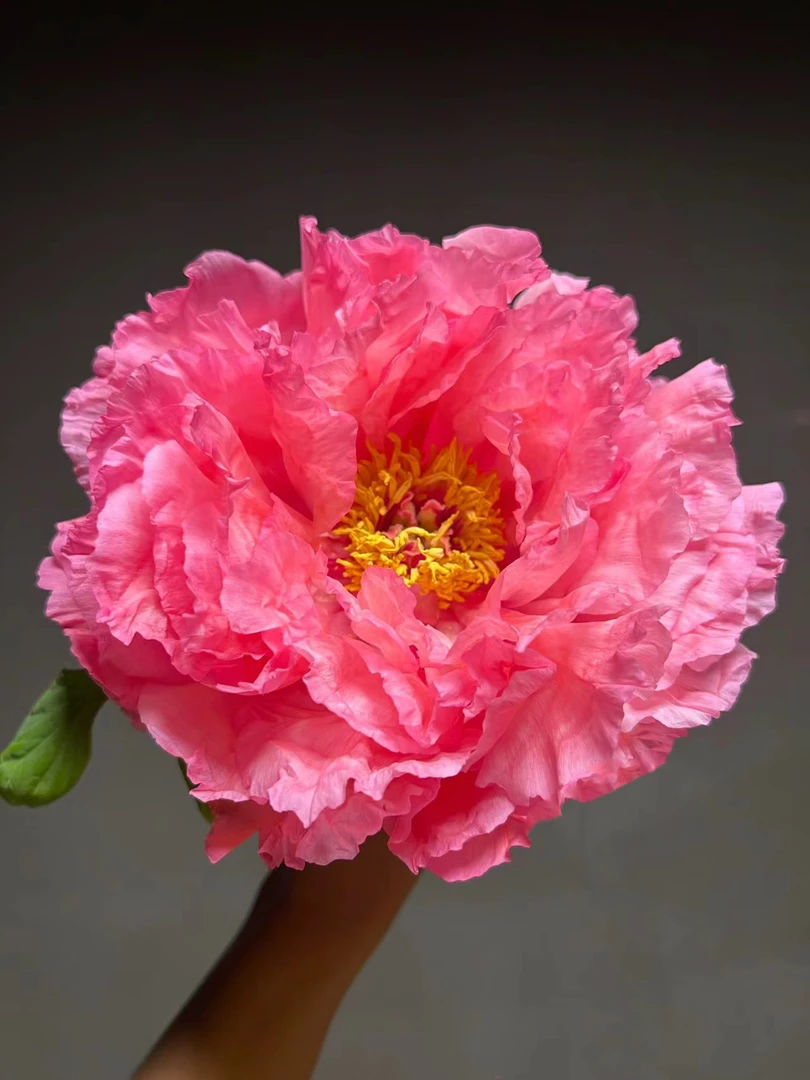 旭港【牡丹】水培鲜切花 山东菏泽基地直发