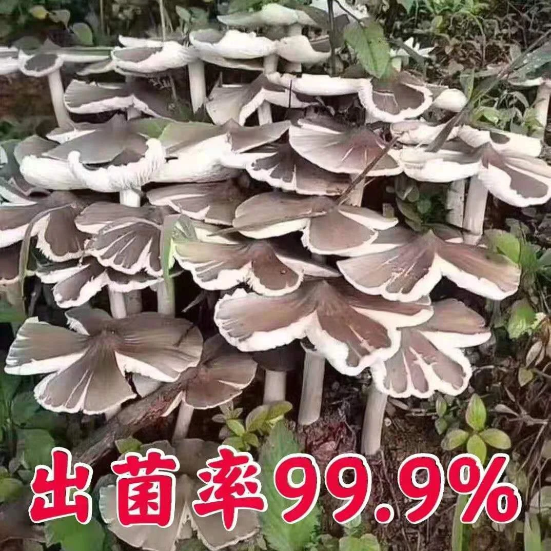 鸡枞菌菌种种包家种菌种菌包可食用家庭室内阳台庭院野外菌种家种