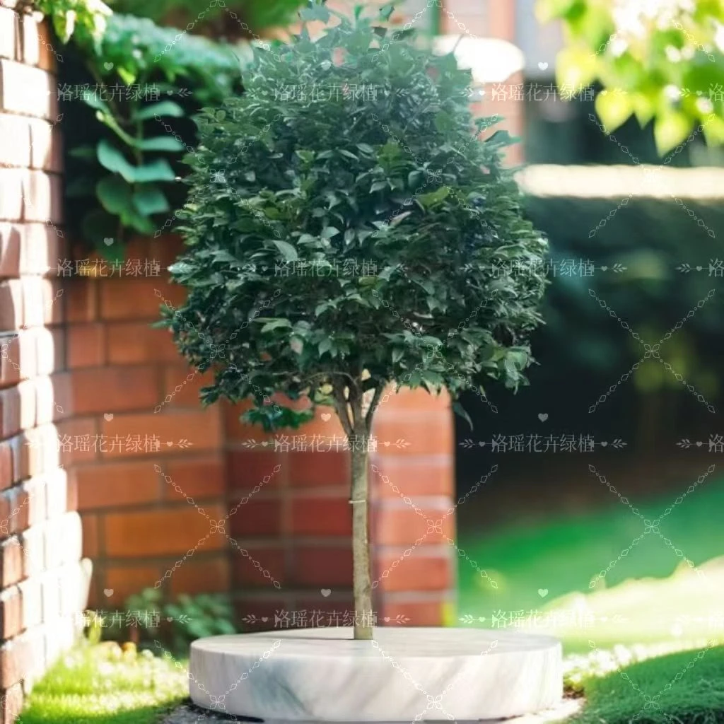 高杆棒棒糖茶花一物一拍庭院地载盆栽大花浓香精品高端茶花高端