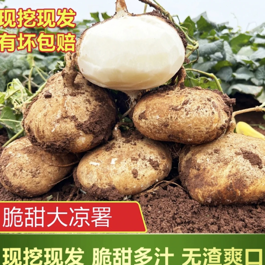 （脆甜蔬果）贵州凉薯品种当季新鲜蔬菜土地瓜水果地瓜地瓜孕妇番薯