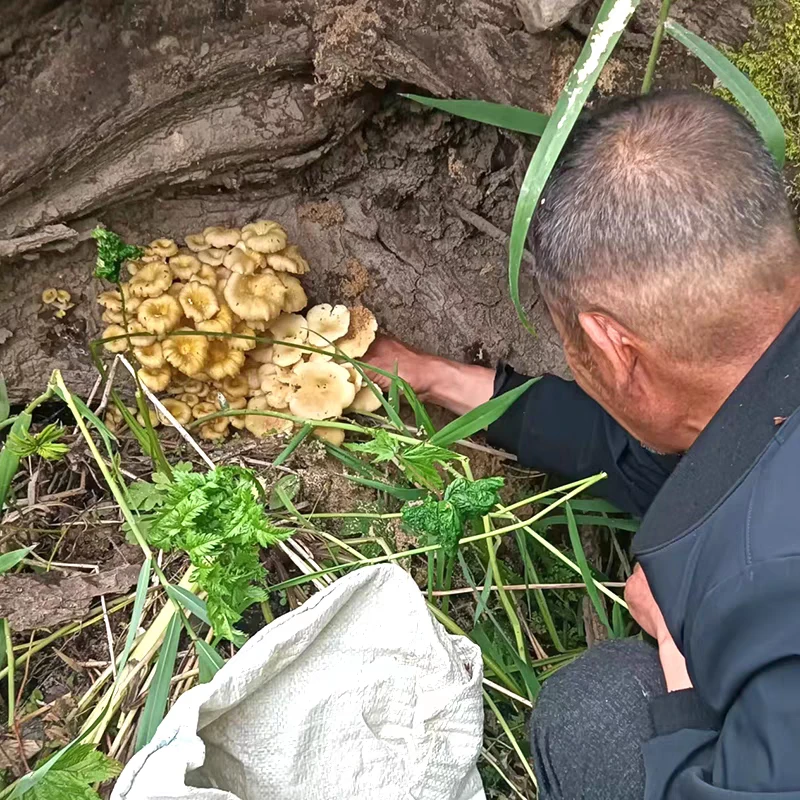 黄金菇干货深山采摘自然晒干，没有添加不熏硫煲汤炒菜