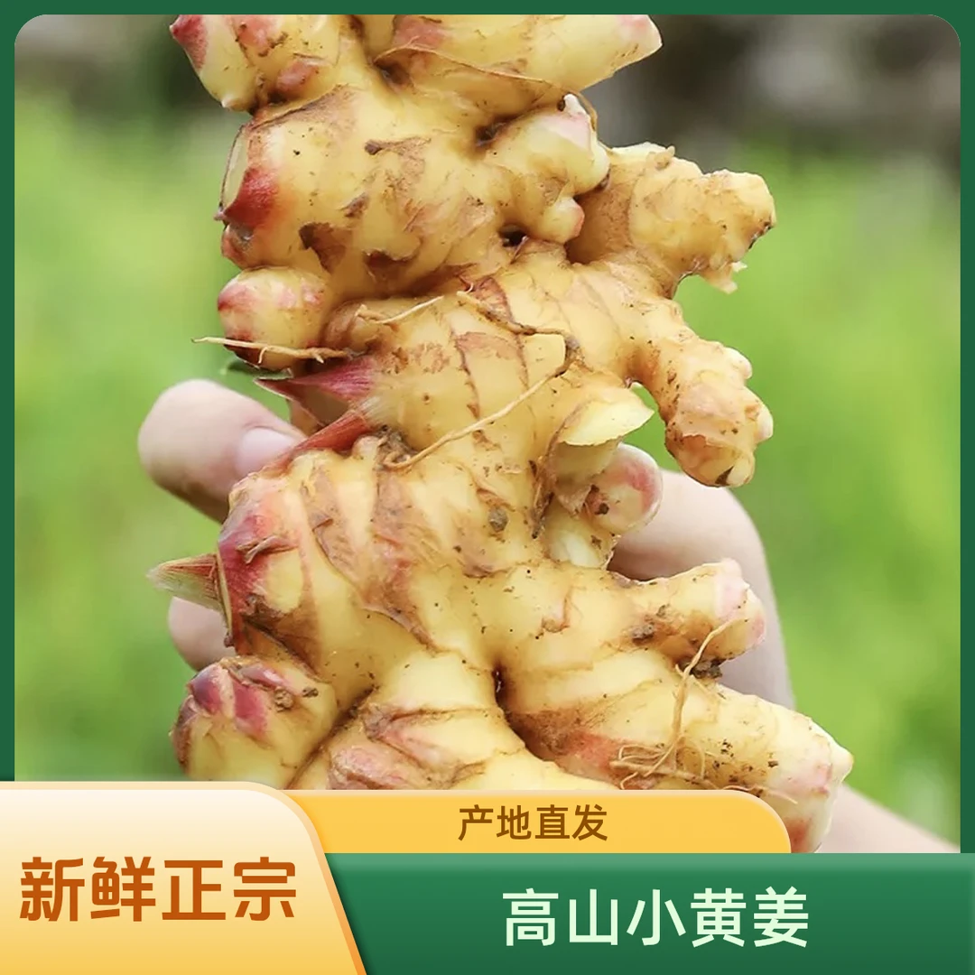 【高山纯天然正宗云南小黄姜】新鲜生姜食用鲜姜整箱发货