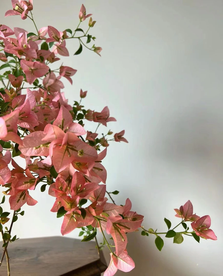 三角梅卡亚塔【植与你三角梅】袋苗/小苗/四季勤花/终生包对版