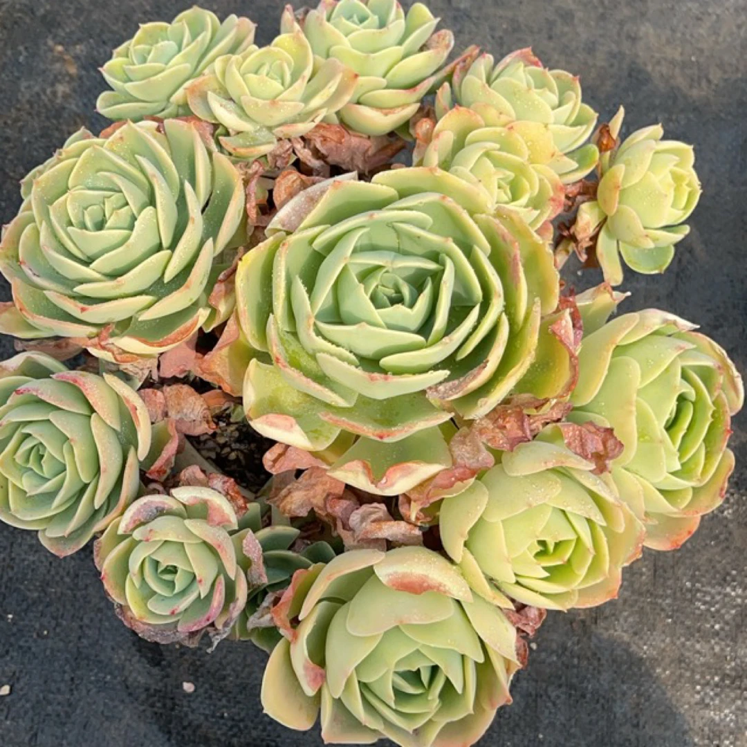 多肉植物养护好帮手