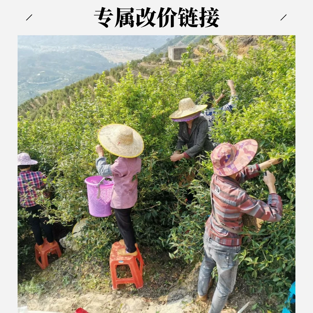 凤凰单丛茶改价链接老枞蜜兰香老枞鸭屎香芝兰香雪片鸭屎香