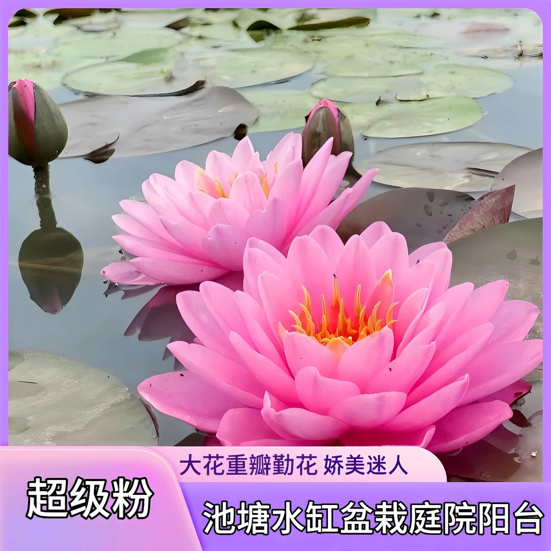 超级粉带花苞睡莲花四季水培盆栽鲜花花卉爆花种植520礼物度假