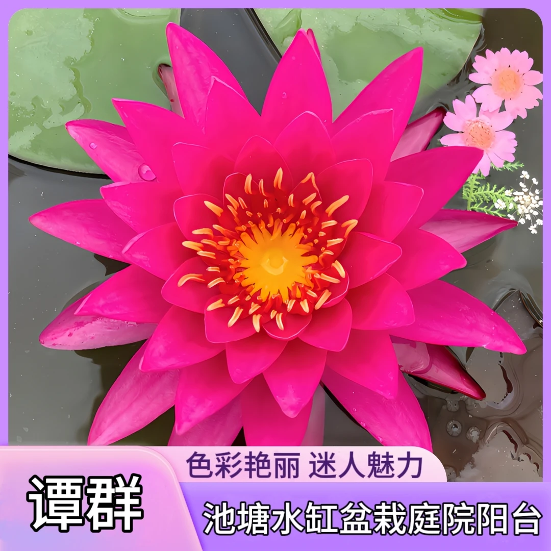 谭群睡莲花四季水培盆栽花卉植株搭配容易收藏下单发货爆花基地