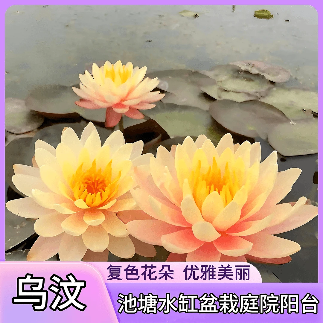 乌汶带花苞复色睡莲花四季水培盆栽花卉植株搭配容易收藏下单发货