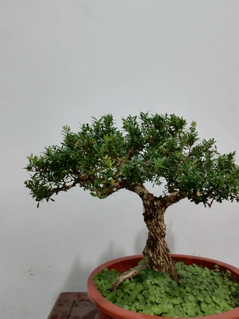 精品高提根黄杨盆景截图贴标发货付款九号链接