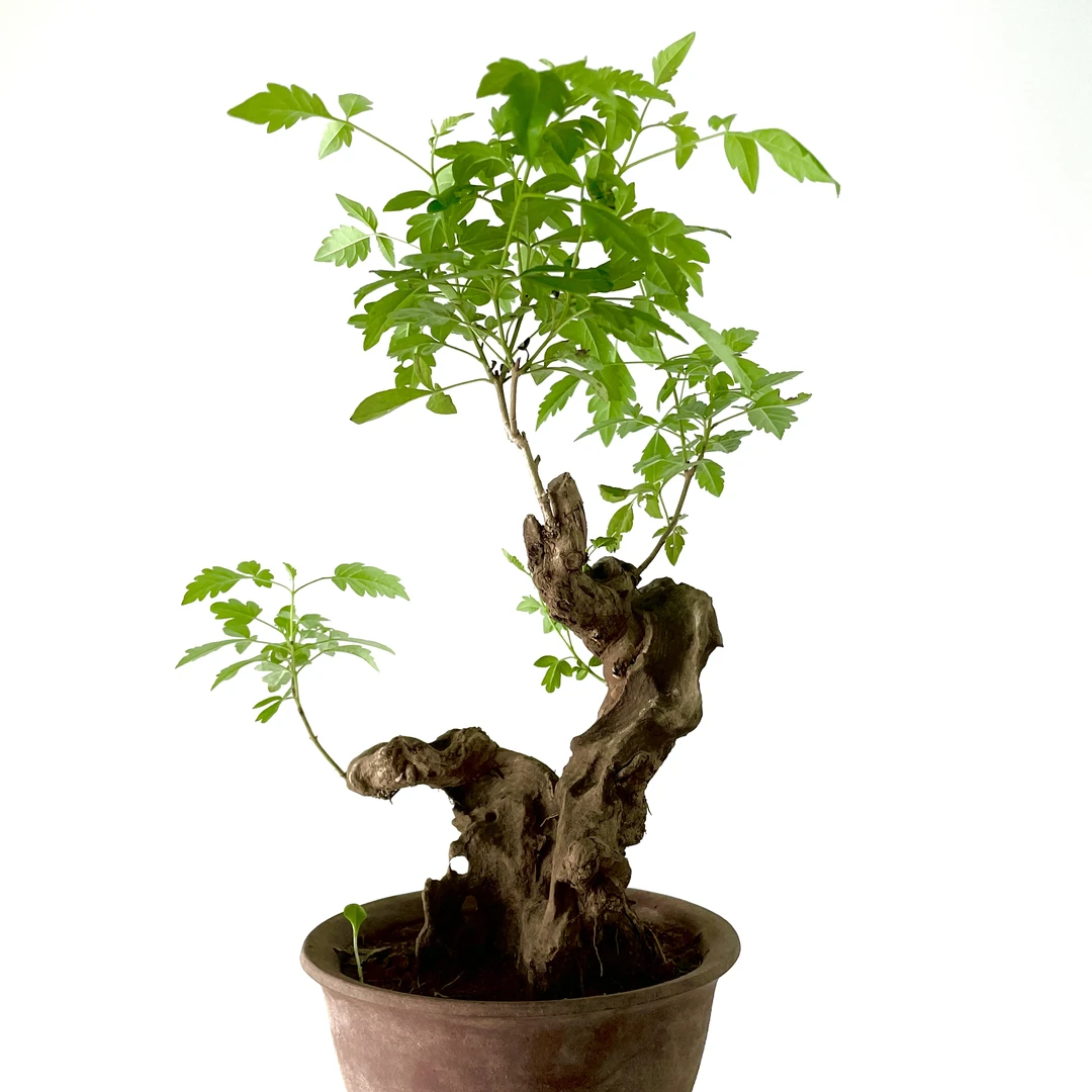 黄荆老桩盆景好养易活耐寒耐热寓意黄金招财进宝富贵满堂庭院观赏