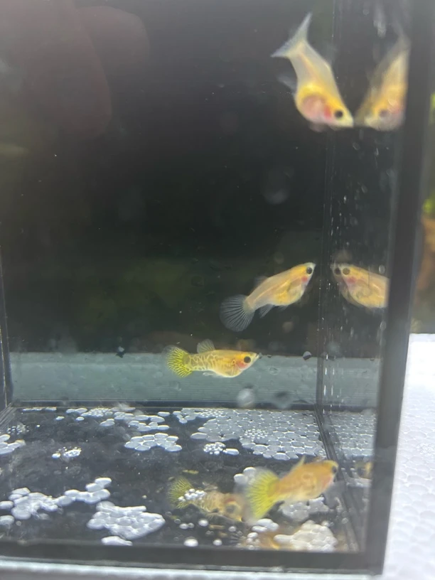 黄蕾丝短体玻璃猫精品孔雀鱼活体发货包邮包路损