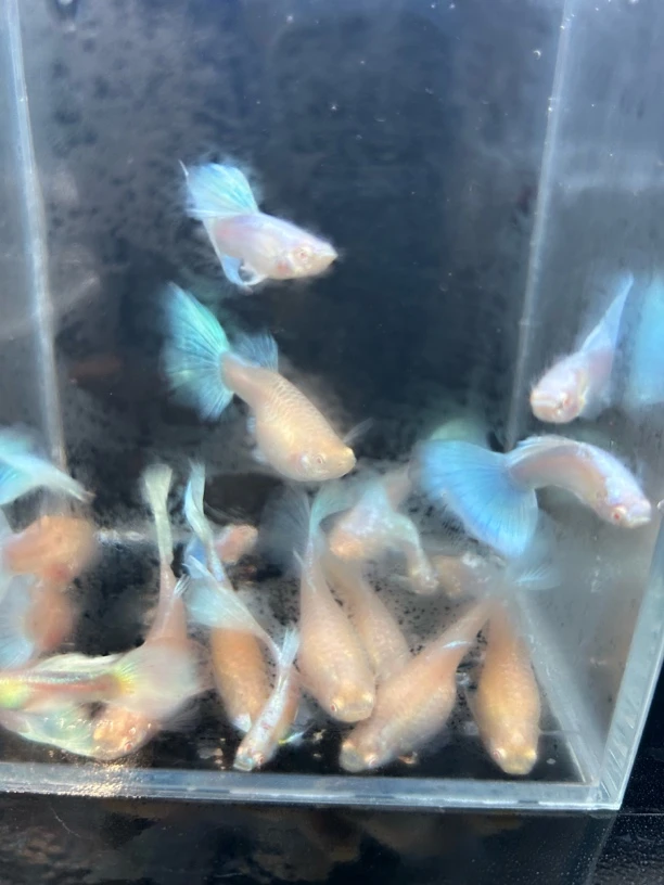 精品天空蓝种鱼活体发货孔雀鱼小型混养