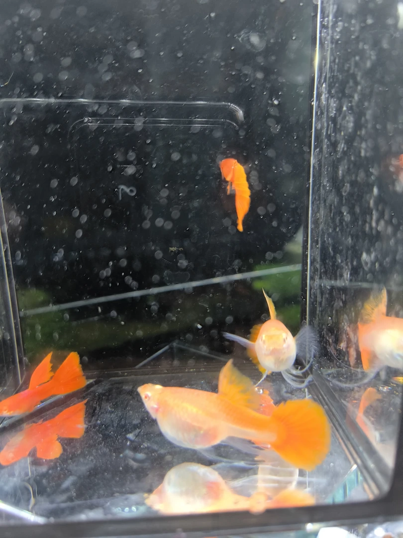 血红大C孔雀鱼活体发货包邮包路损