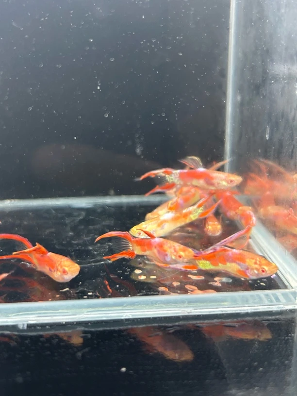 火焰精灵孔雀鱼活体发货包邮包路损