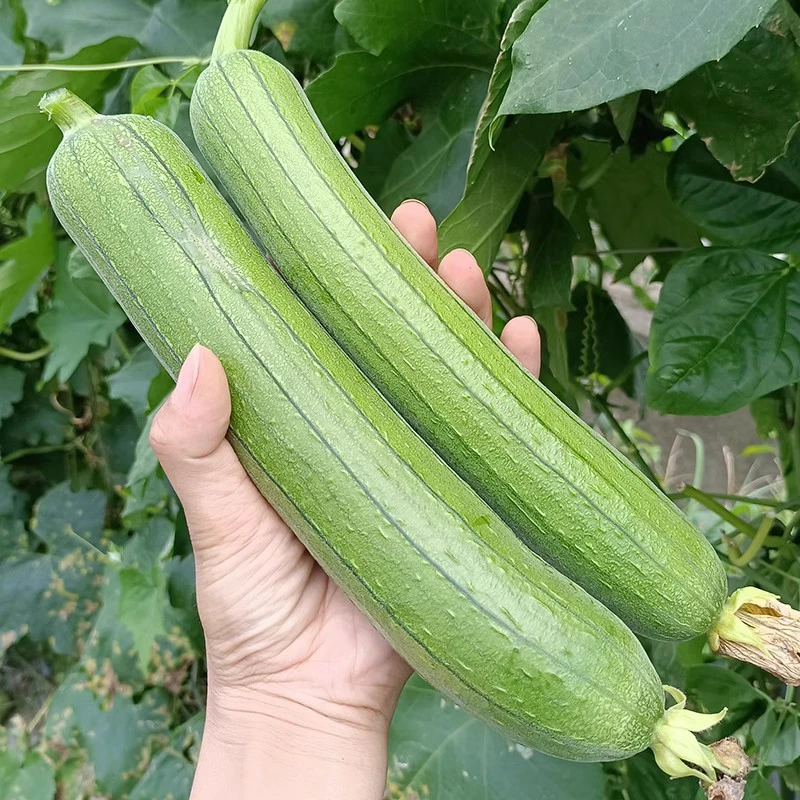 苏北新鲜香丝瓜现摘本地时令蔬菜奶油丝瓜子绿皮短丝瓜肉丝瓜3斤