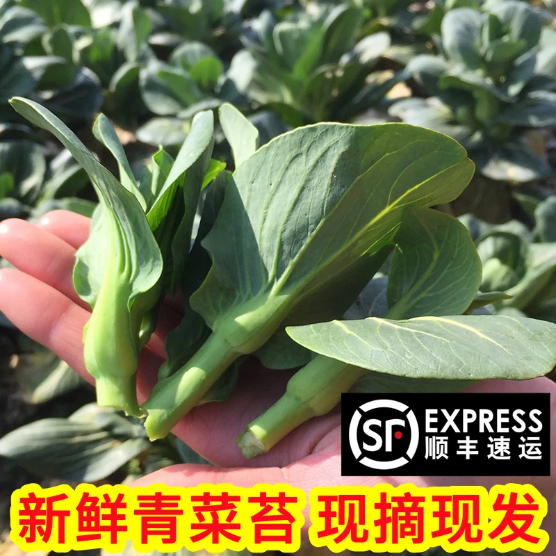 苏北农家新鲜青菜苔露天菜心霜冻嫩菜苔软糯甜现摘现发