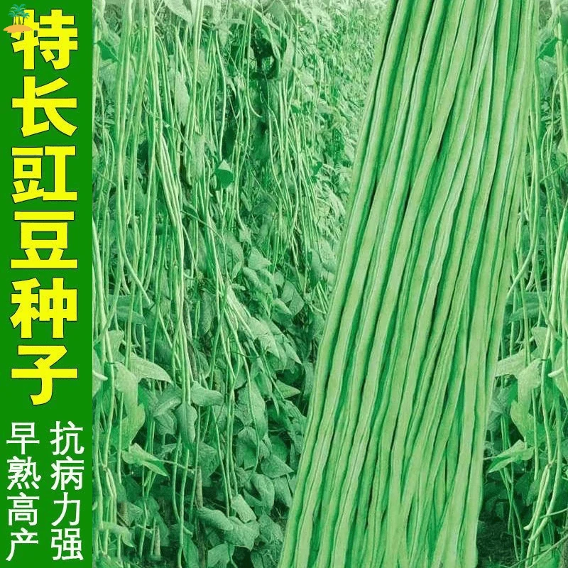 摘不败高产豇豆种子特长豇豆豆角高产春秋绿架豆蔬菜种子蔬菜种子