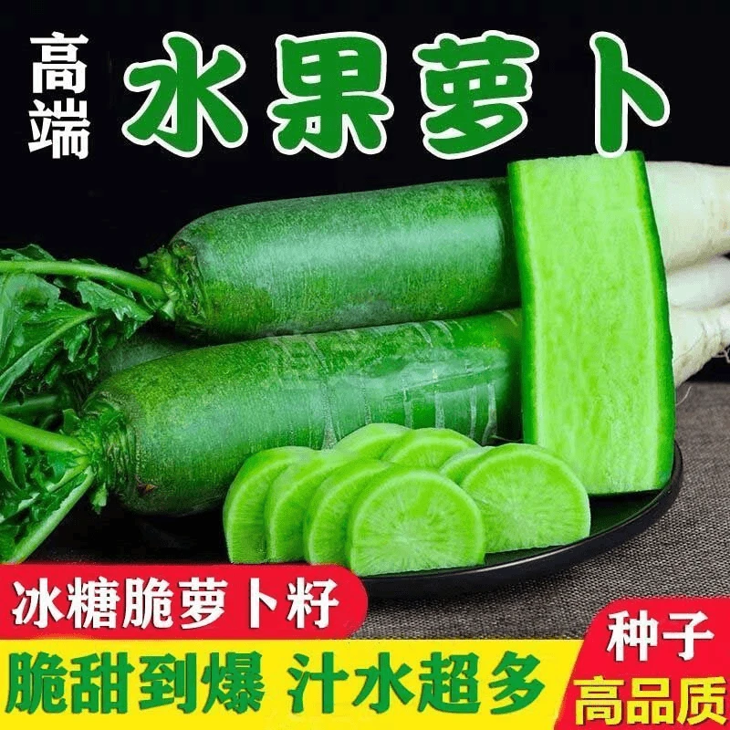 冰糖水果萝卜生吃脆甜农家蔬菜四季易播种阳台盆栽沙窝绿萝卜