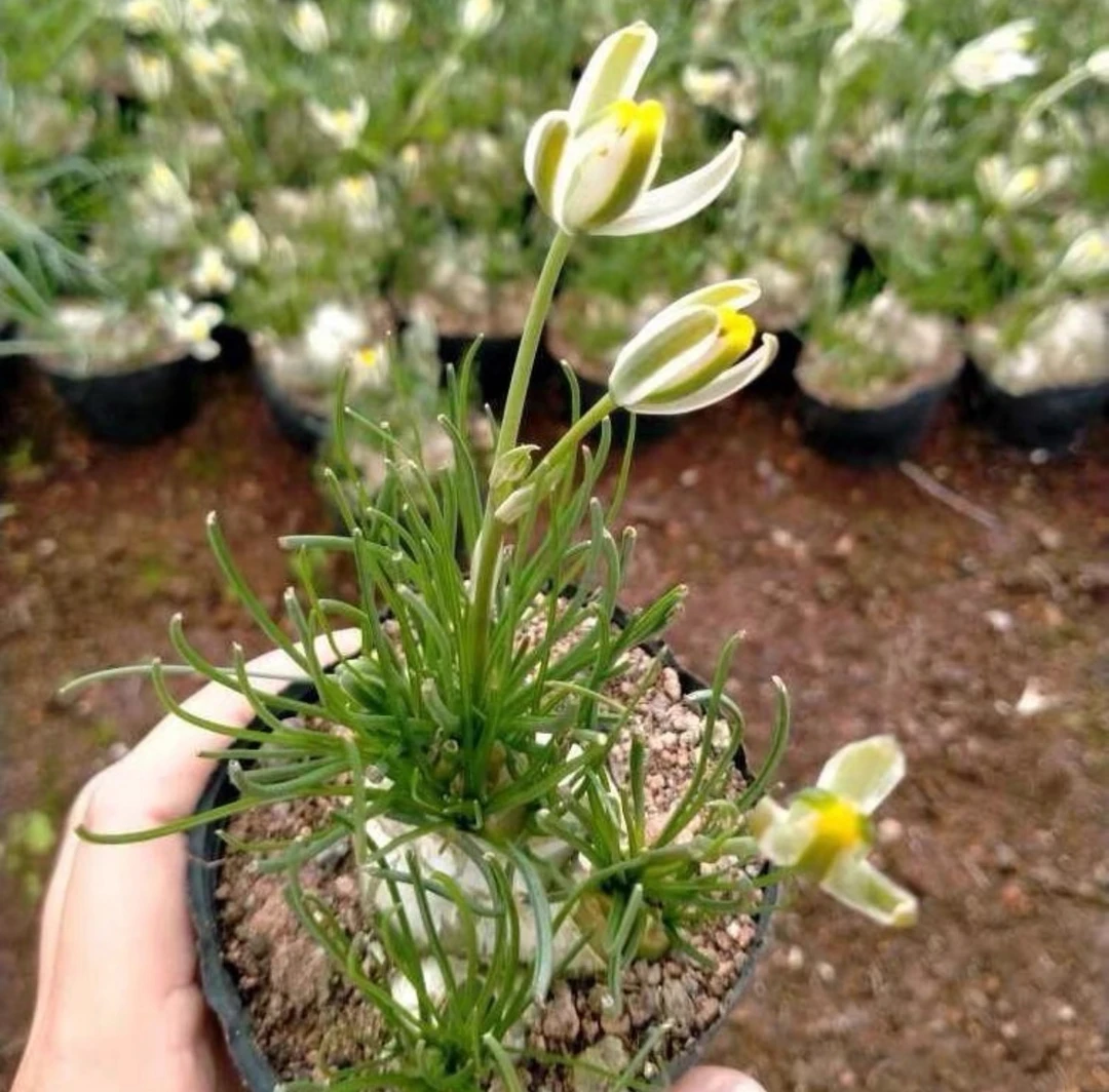 四季常绿花卉小苍角殿香水兰盆栽阳台花苗耐热耐旱植物带香味