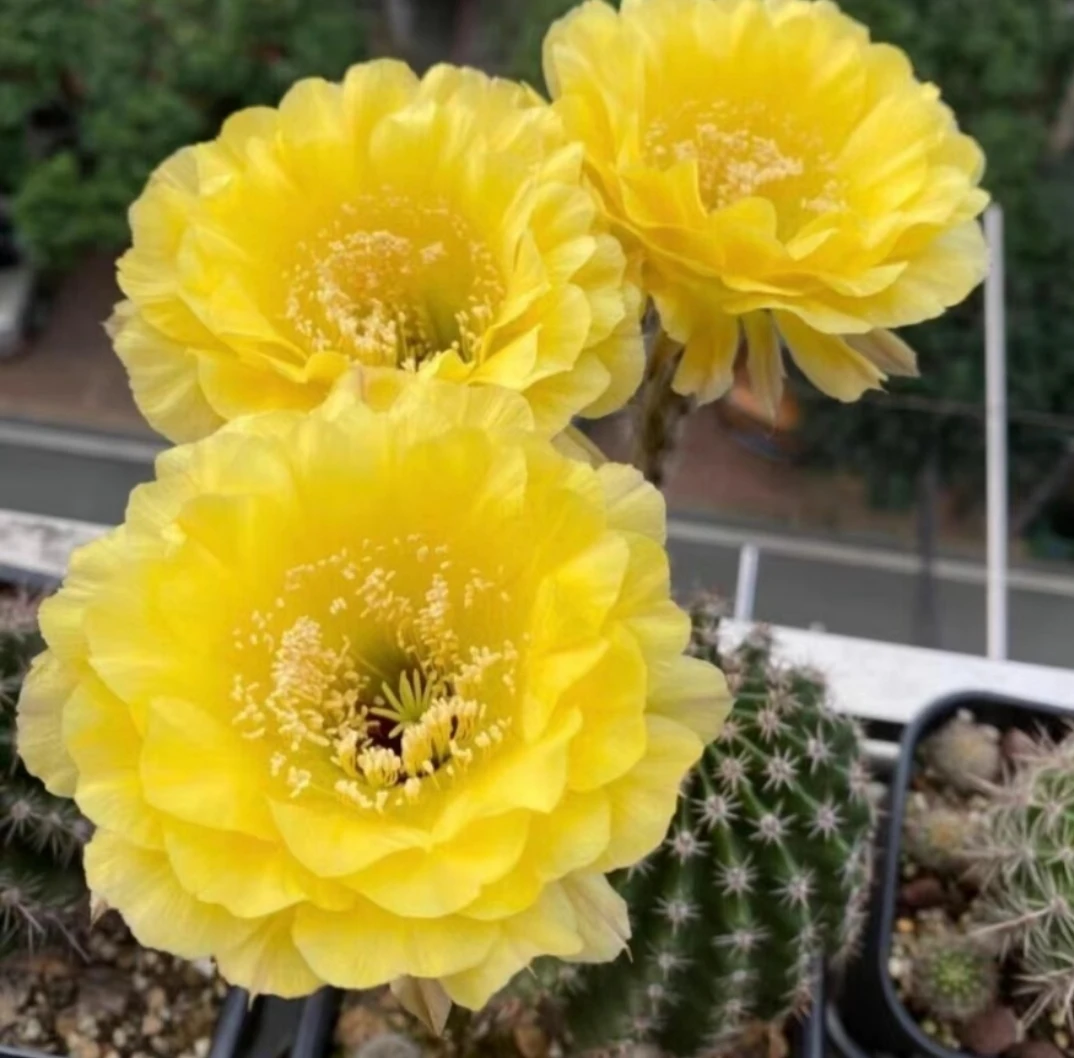 娇媚仙人球席克氏彩草勤花大花美花仙人掌多肉阳台庭院小盆栽