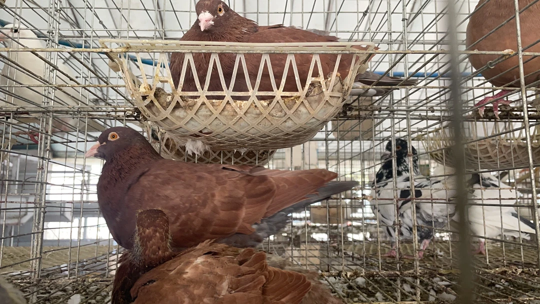 养殖场直销 活体鸽子 肉鸽 红卡努种鸽 青年鸽 包活到家